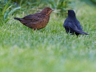 Junge Amsel oder Schwarzdrossel, Turdus merula, werden gefüttert