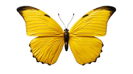 beautiful butterfly transparent background.