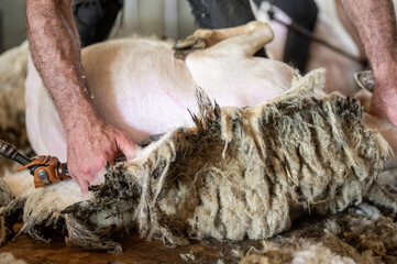 Sheep wool shearing by farmer. Shearing the wool from sheep . 
