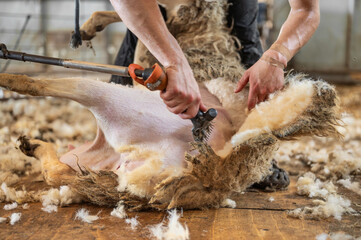 Sheep wool shearing by farmer. Shearing the wool from sheep . 