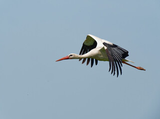 Weissstorch, Ciconia ciconia.