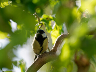 Obraz premium Kohlmeise, Parus major