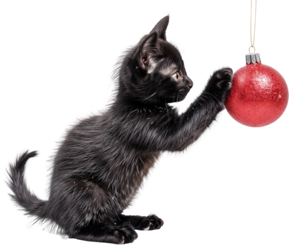 Adorable Black Kitten Playing with Red Christmas Ornament Isolated on Transparent Background for Festive Holiday Themes