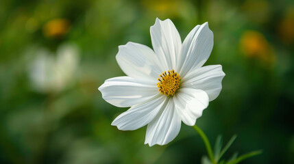A macro picture of a white flower with a shallow depth of field (DOF).