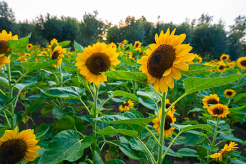 Fototapeta premium Sunflower summer flora in green city public park sunset sky with cloud