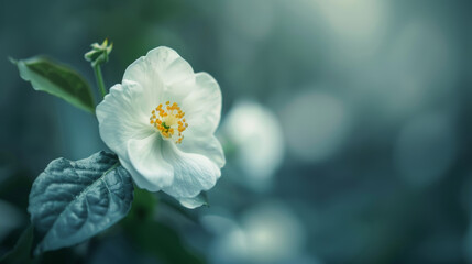Obraz premium A macro picture of a white flower with a shallow depth of field (DOF).