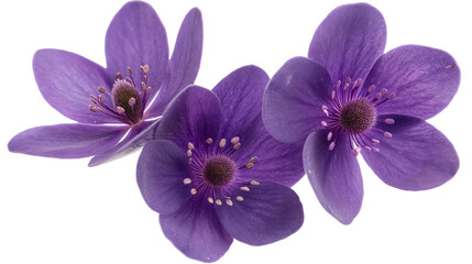 Fototapeta premium A row of purple orchids with a white background