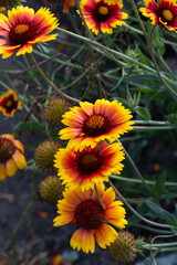 Red and yellow flowers of Gaillardia grandiflora.