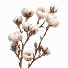 Cotton Branch Blossom with Delicate White Fluff on Pure White, Isolated Transparent Background PNG