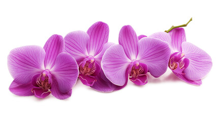 Obraz premium A row of purple orchids with a white background