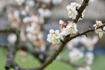 白い梅の花
