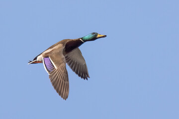 Obraz premium Mallard