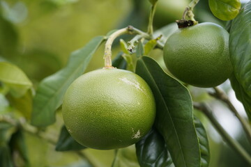 Citrus grandis, Rutaceae family. Native to South and Southeast Asia.