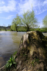 Die Fr&auml;nkische Saale bei der Weinstadt Hammelburg, Landkreis Bad Kissingen, Unterfranken, Franken, Bayern, Deutschland