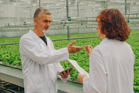 Team of botanists, biologists discusses concept of developing healthy food industry. Scientists in greenhouse with growing lettuce, herbs, vegetable farm of future, pure non-GMO products. Agriculture