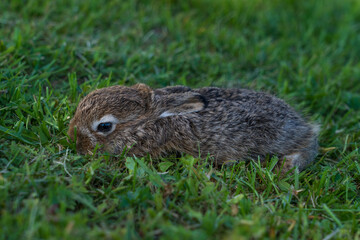 Young mountain hare in grass