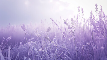 Fototapeta premium Violet and white Fabaceae flower blooming in spring, isolated against a white background.