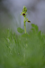 Kleine Spinnenragwurz, Ophrys araneola.