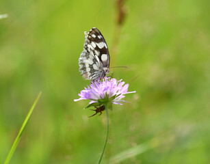 Schachbrettfalter