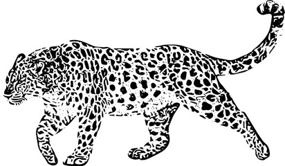 hand drawn leopard vector engraved style illustration