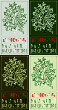 Set of vector drawing MALABAR NUT in Chinese in various colors. Hand drawn illustration. Latin name is JUSTICIA ADHATODA L.
