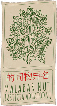 Vector drawing MALABAR NUT in Chinese. Hand drawn illustration. Latin name is JUSTICIA ADHATODA L.