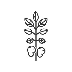 Line drawing of a potato plant with two potatoes
