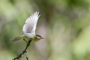 Greenish Warbler