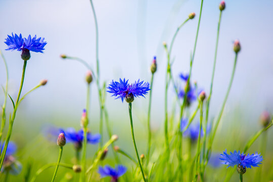 Cornflowers on a field close-up against a blurry sky.
