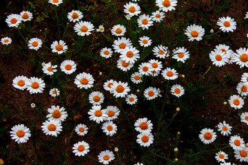 Chamomiles on a dark background. Camomile field.