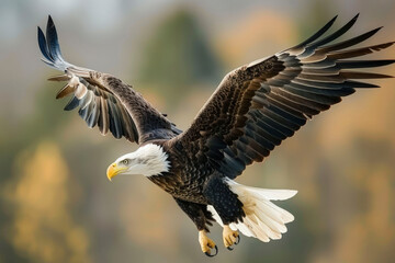 Obraz premium Bald Eagle Soaring Through the Air in Autumn