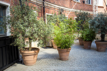 A row of potted plants sit on a brick walkway