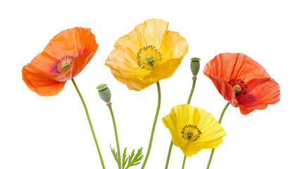 Fototapeta premium Three orange flowers with green stems isolated on a transparent background