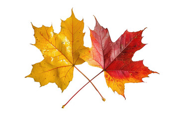 Fototapeta premium Two yellow-red maple leaves on a transparent background