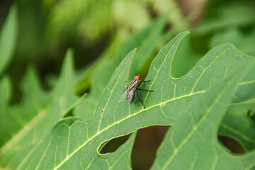 The house fly or Musca domestica is a fly from the suborder Cyclorrhapha. Macro photography