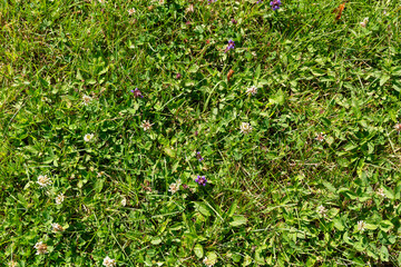 Ground cover with clover and flowers in the summertime.