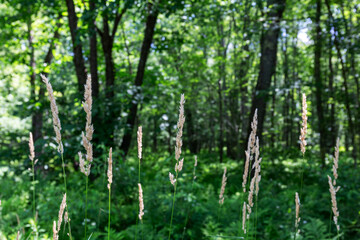 Weeds growing in the foreground against a blurred background of a forest.