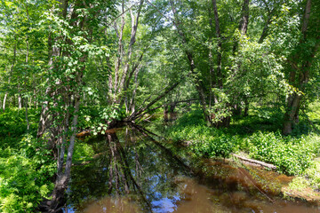 Tree covered Twentyfive mile stream in Unity Maine.