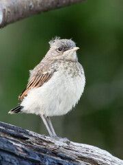northern wheatear