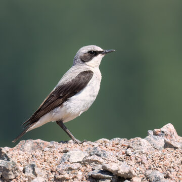 northern wheatear