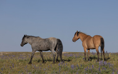 Fototapeta premium Wild Horses in the Pryor Mountains Montana in Summer