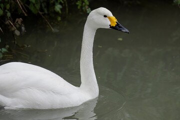 Obraz premium Bewick's swan (Cygnus bewickii), a subspecies of the tundra swan (Cygnus columbianus).