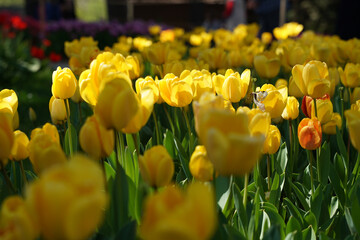 Fototapeta premium Beautiful and Yellow Tulips