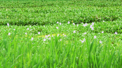 Fototapeta premium Beautiful landscape full of fresh green plants