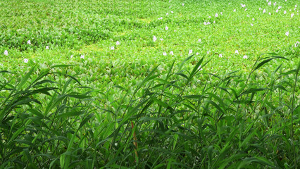 Beautiful landscape full of fresh green plants