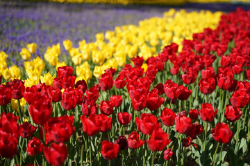 Fototapeta premium Beautiful and Colorful Tulips