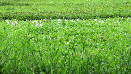 Beautiful landscape full of fresh green plants