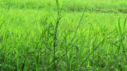 Beautiful landscape full of fresh green plants