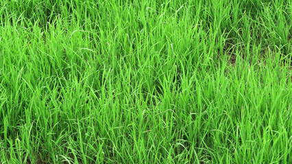 Beautiful landscape full of fresh green plants