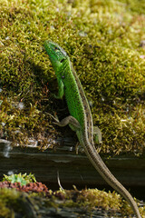 Zauneidechse, Lacerta agilis